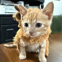 Moody, ADOPTABLE, Kitten Male Domestic Short Hair.