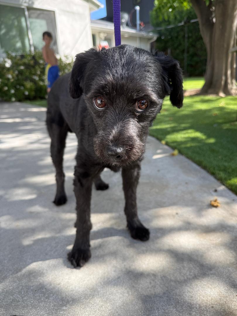 Enlarge Oreo, an adopted mixed breed in Los Angeles, CA image 1/1