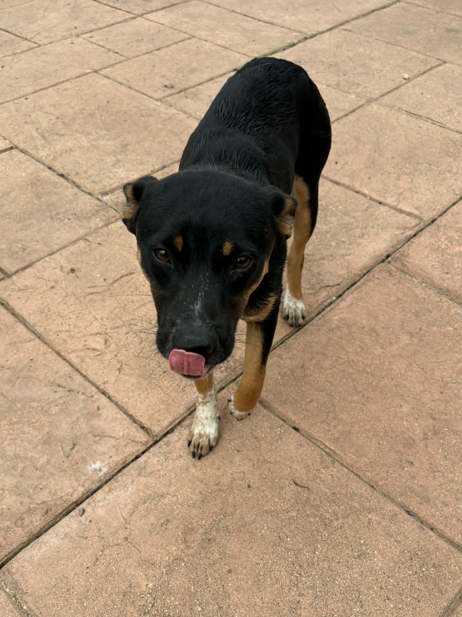 Marnie, Adopted, Young Female Terrier.