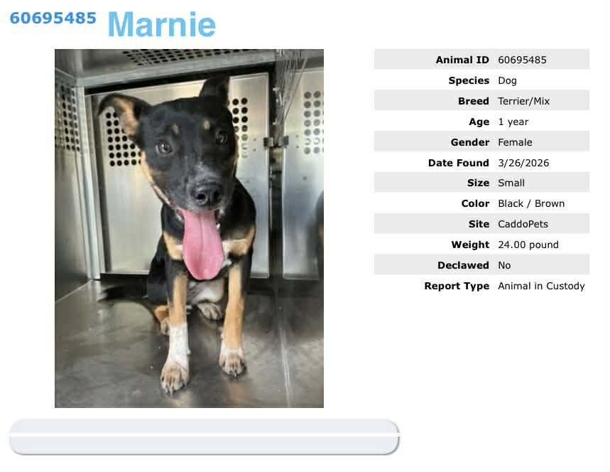 Marnie, a Adopted Terrier in Bothell, WA image 2/3