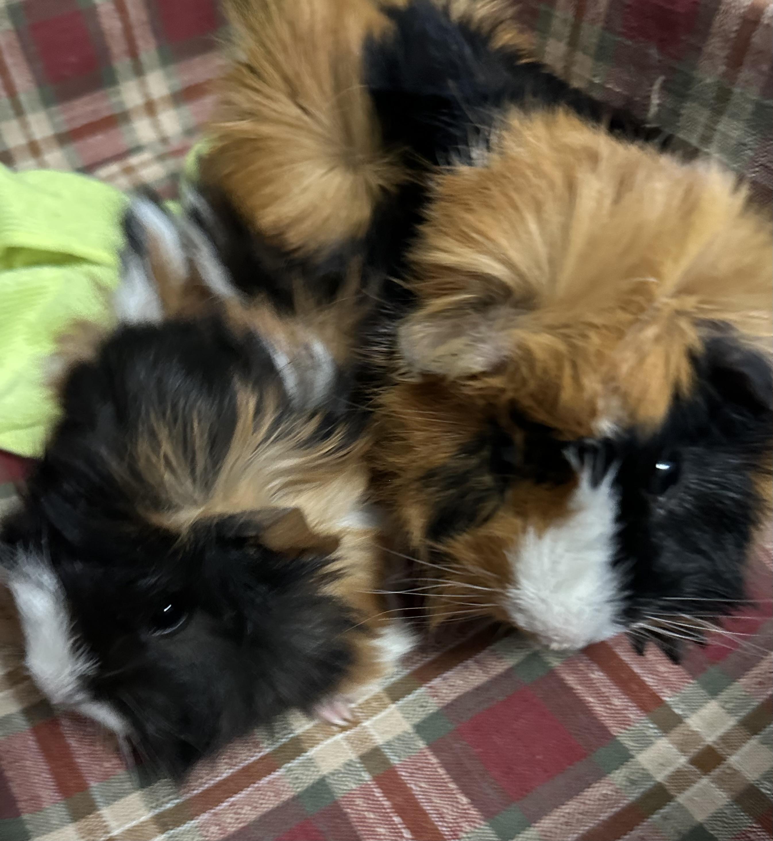 Enlarge Donald & Keifer, a Adoptable Guinea Pig in Austin, TX image 1/3