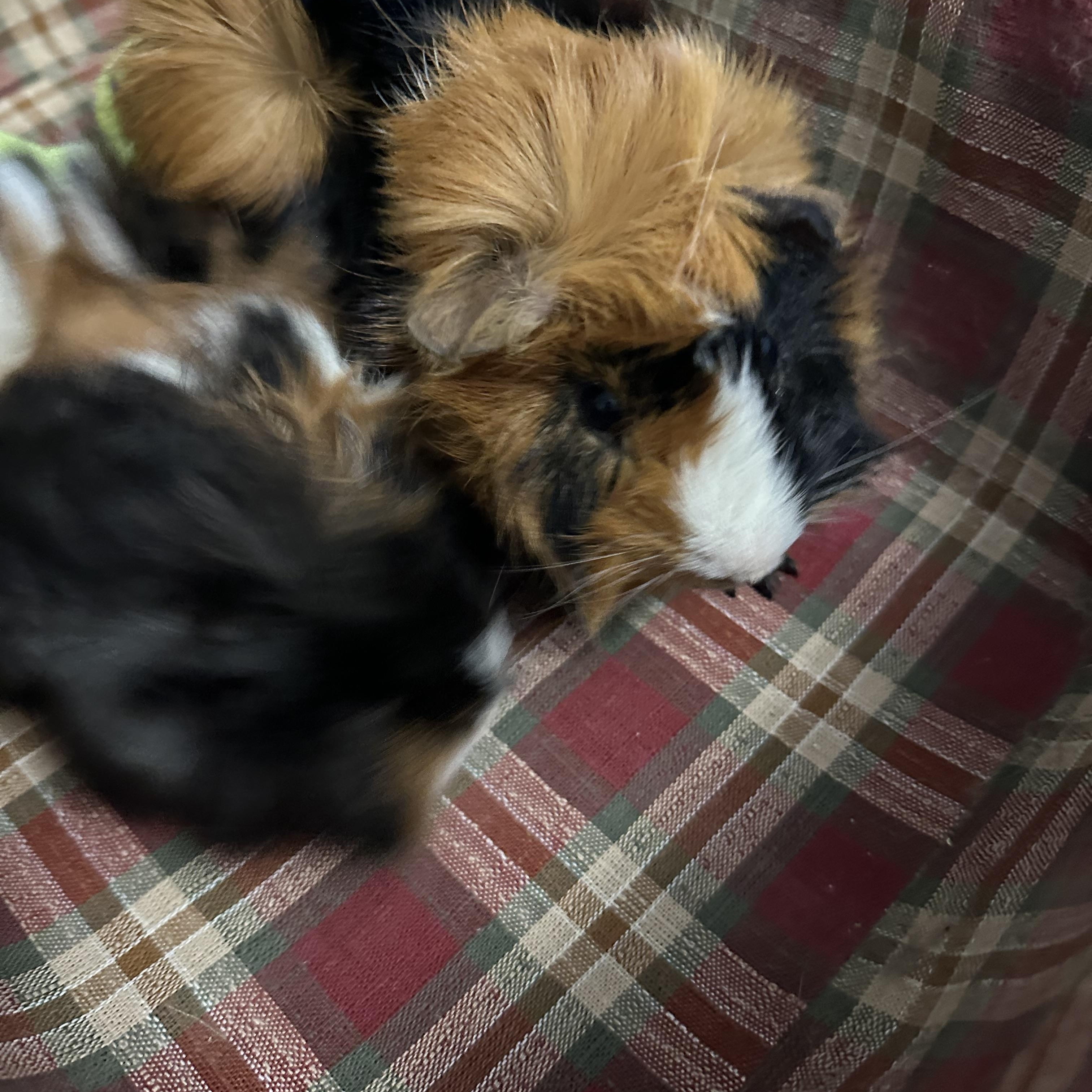 Enlarge Donald & Keifer, a Adoptable Guinea Pig in Austin, TX image 3/3