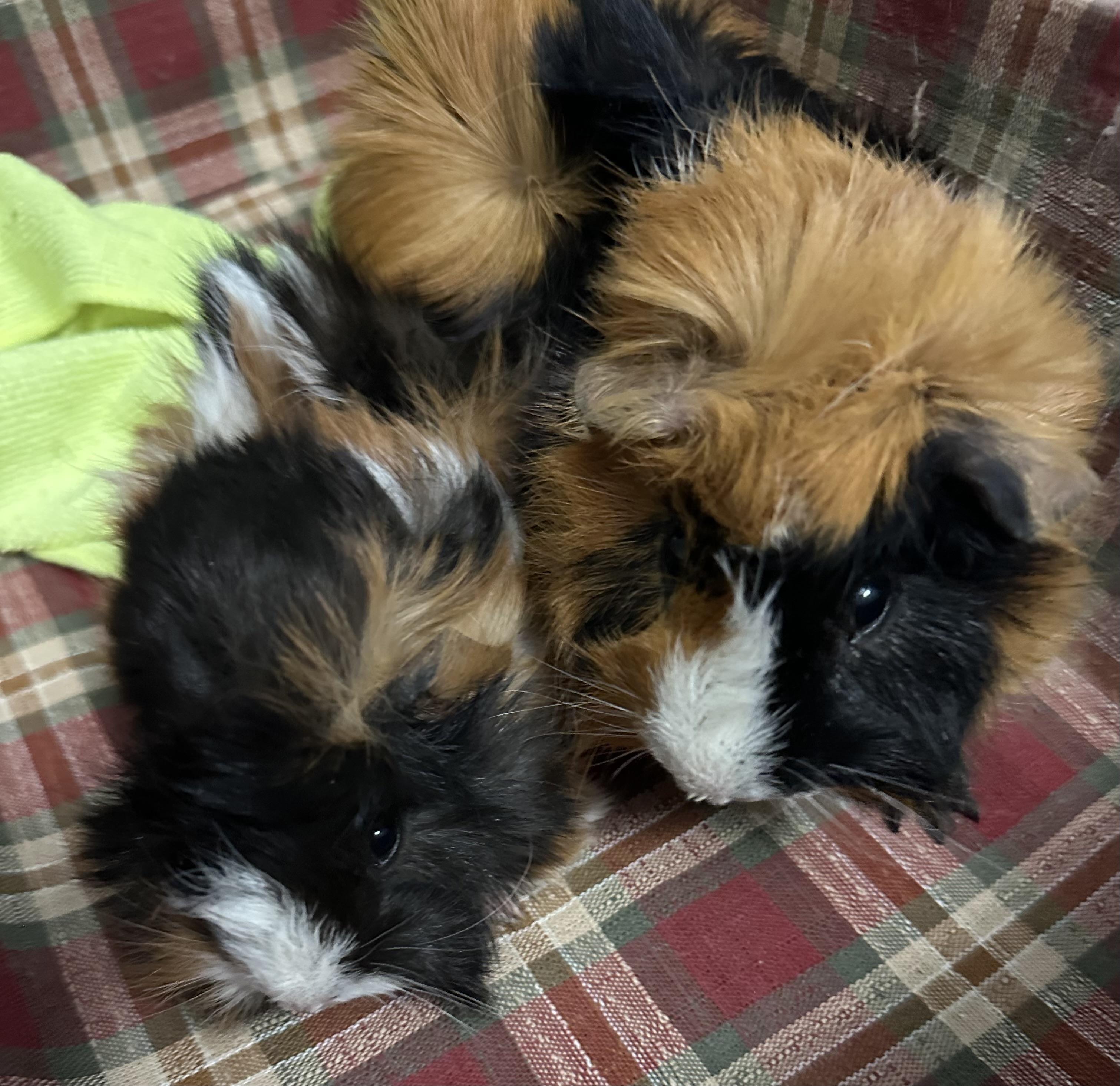 Enlarge Donald & Keifer, a Adoptable Guinea Pig in Austin, TX image 2/3