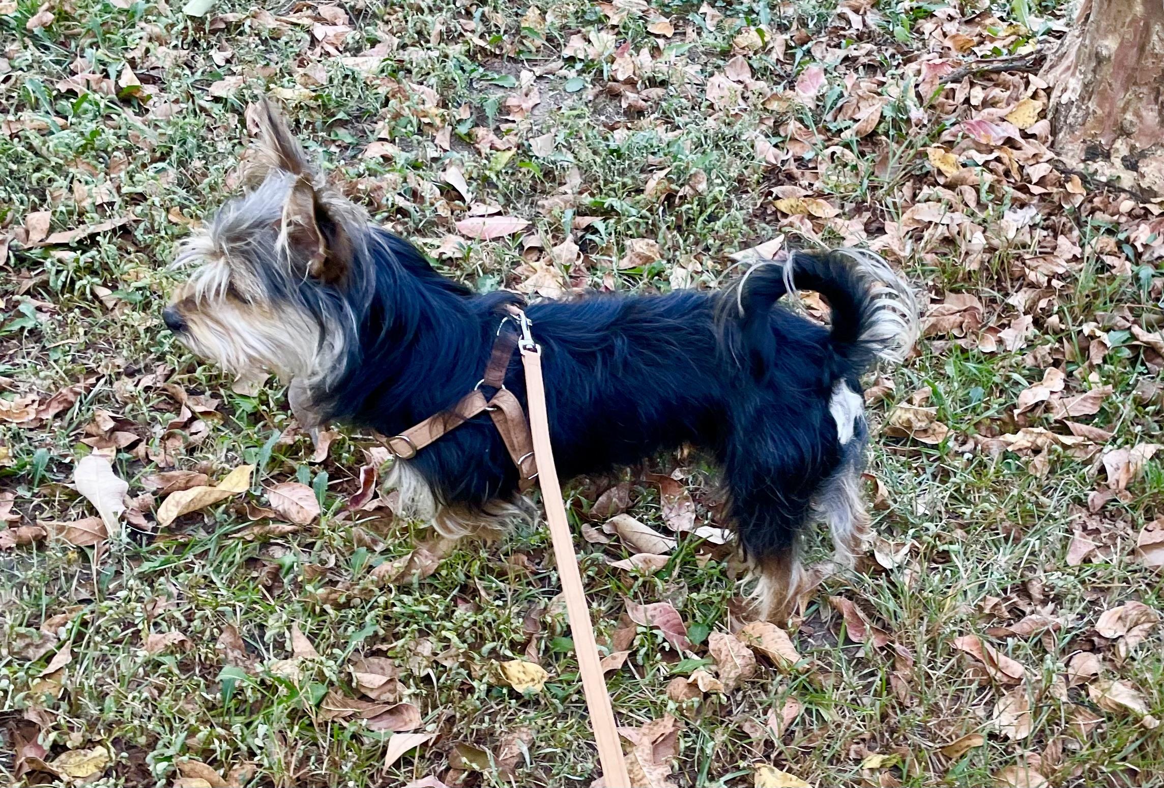 Enlarge Bubba Barkley ADOPTED TX, a Adopted Yorkshire Terrier in Texarkana, TX image 3/6