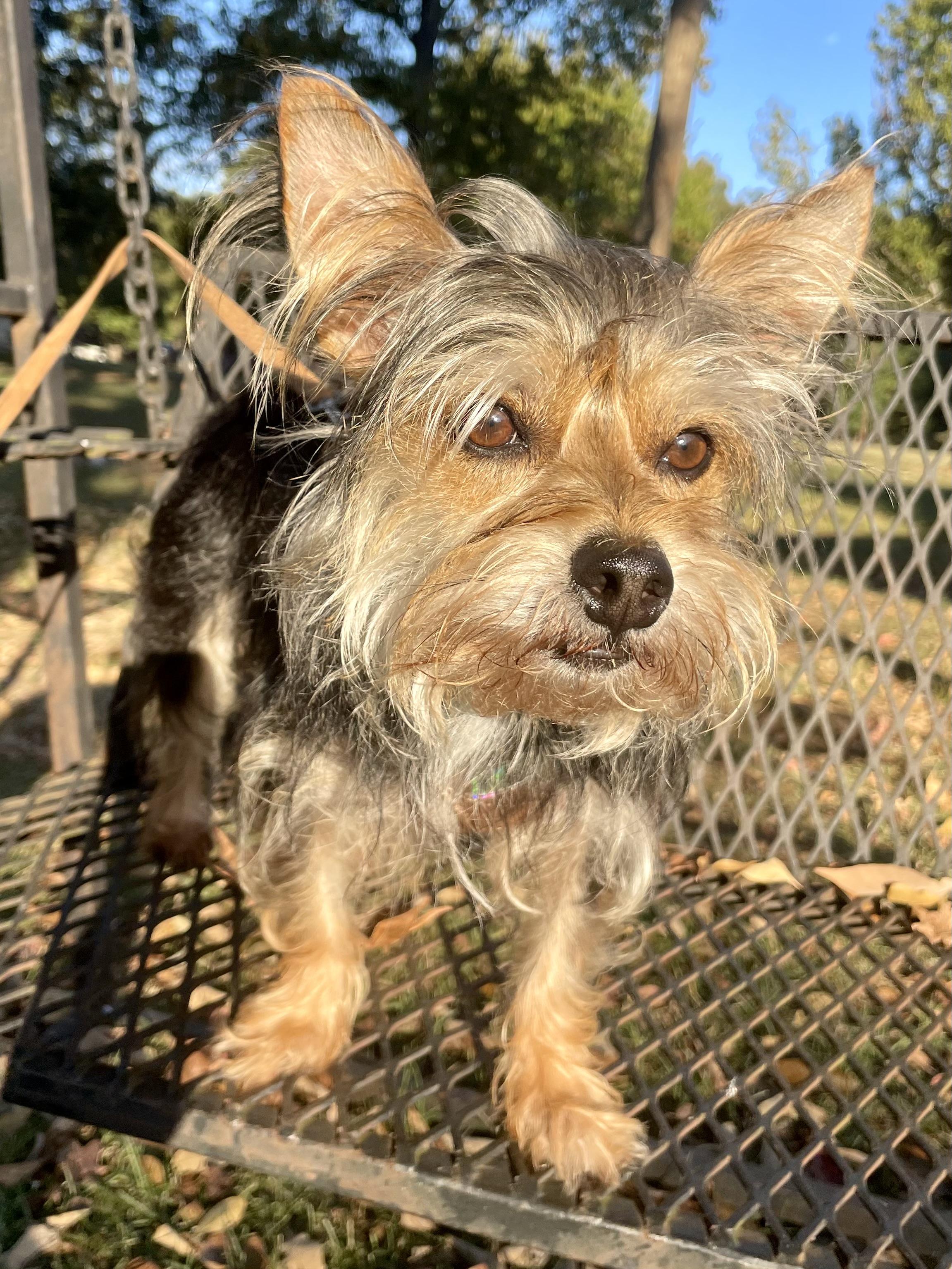 Enlarge Bubba Barkley ADOPTED TX, a Adopted Yorkshire Terrier in Texarkana, TX image 2/6