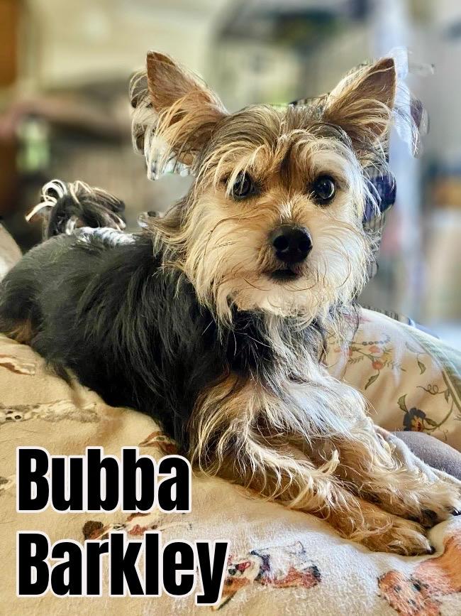 Enlarge Bubba Barkley ADOPTED TX, a Adopted Yorkshire Terrier in Texarkana, TX image 1/6