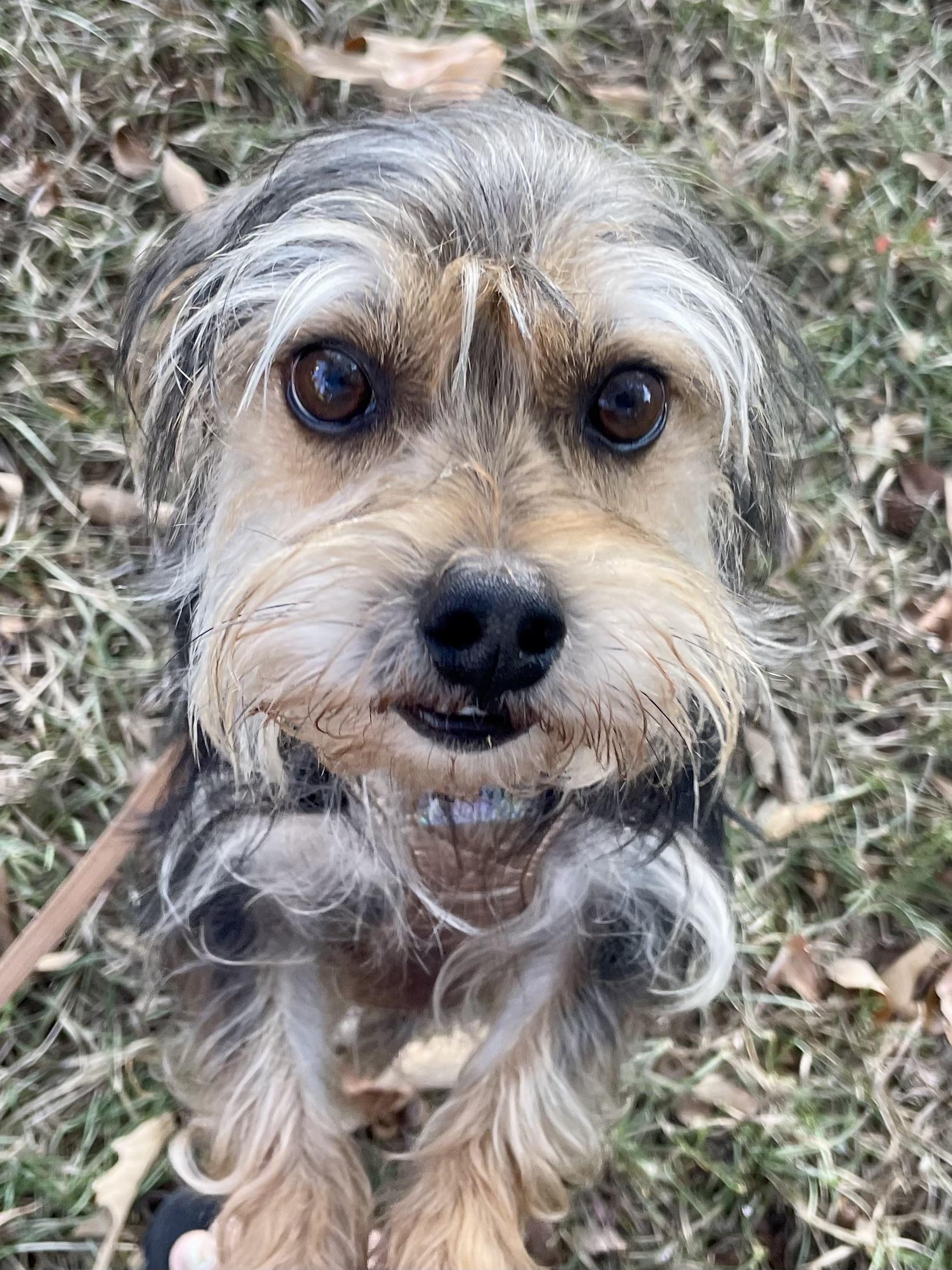 Enlarge Bubba Barkley ADOPTED TX, a Adopted Yorkshire Terrier in Texarkana, TX image 4/6