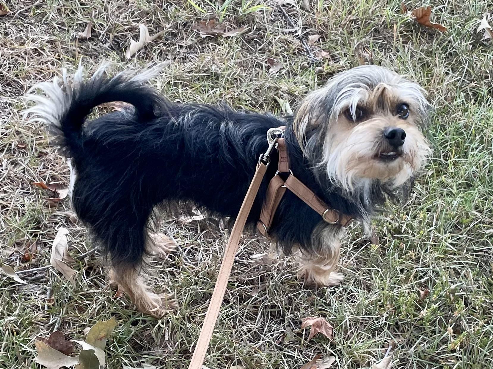Enlarge Bubba Barkley ADOPTED TX, a Adopted Yorkshire Terrier in Texarkana, TX image 5/6
