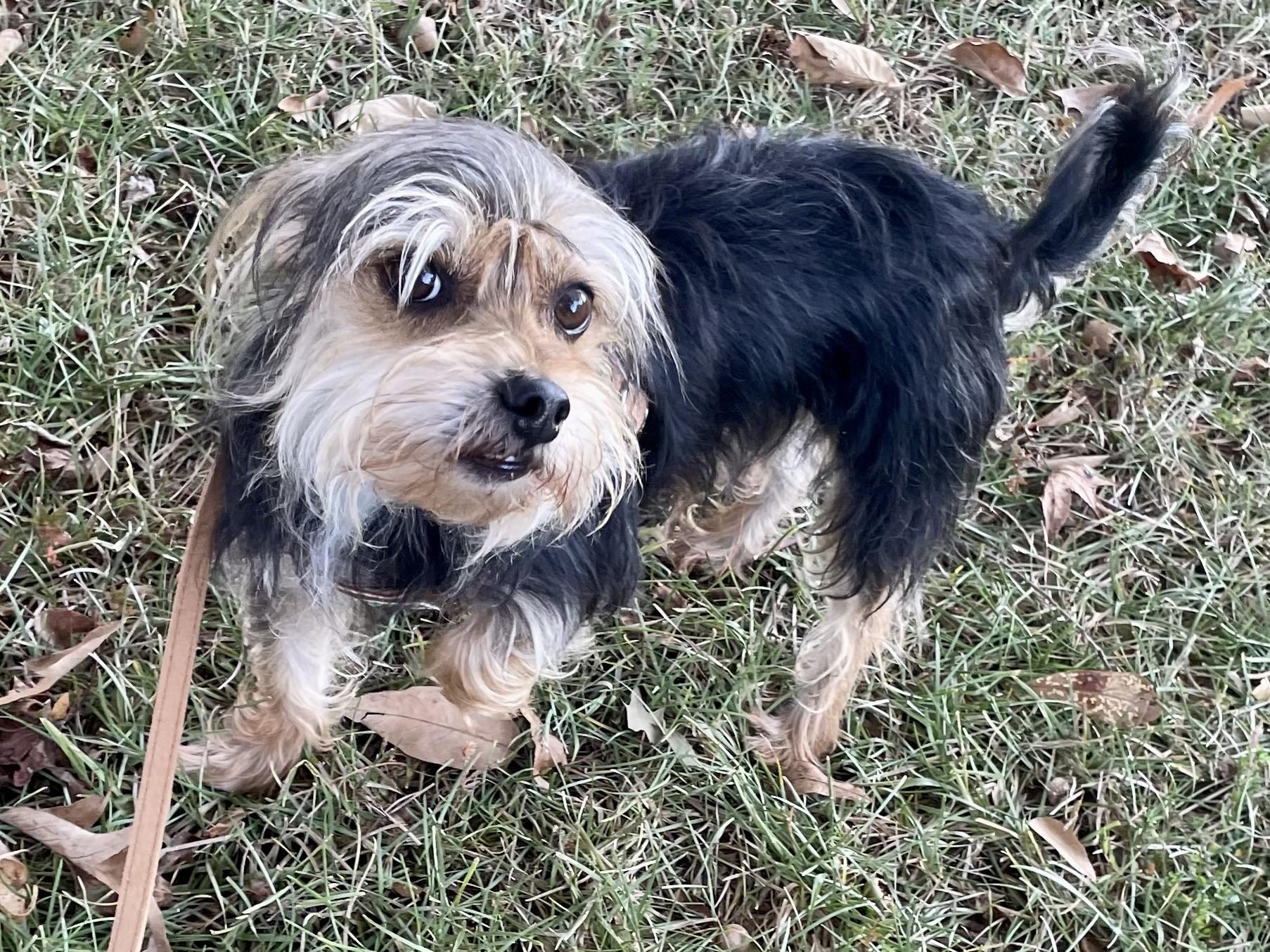 Enlarge Bubba Barkley ADOPTED TX, a Adopted Yorkshire Terrier in Texarkana, TX image 6/6