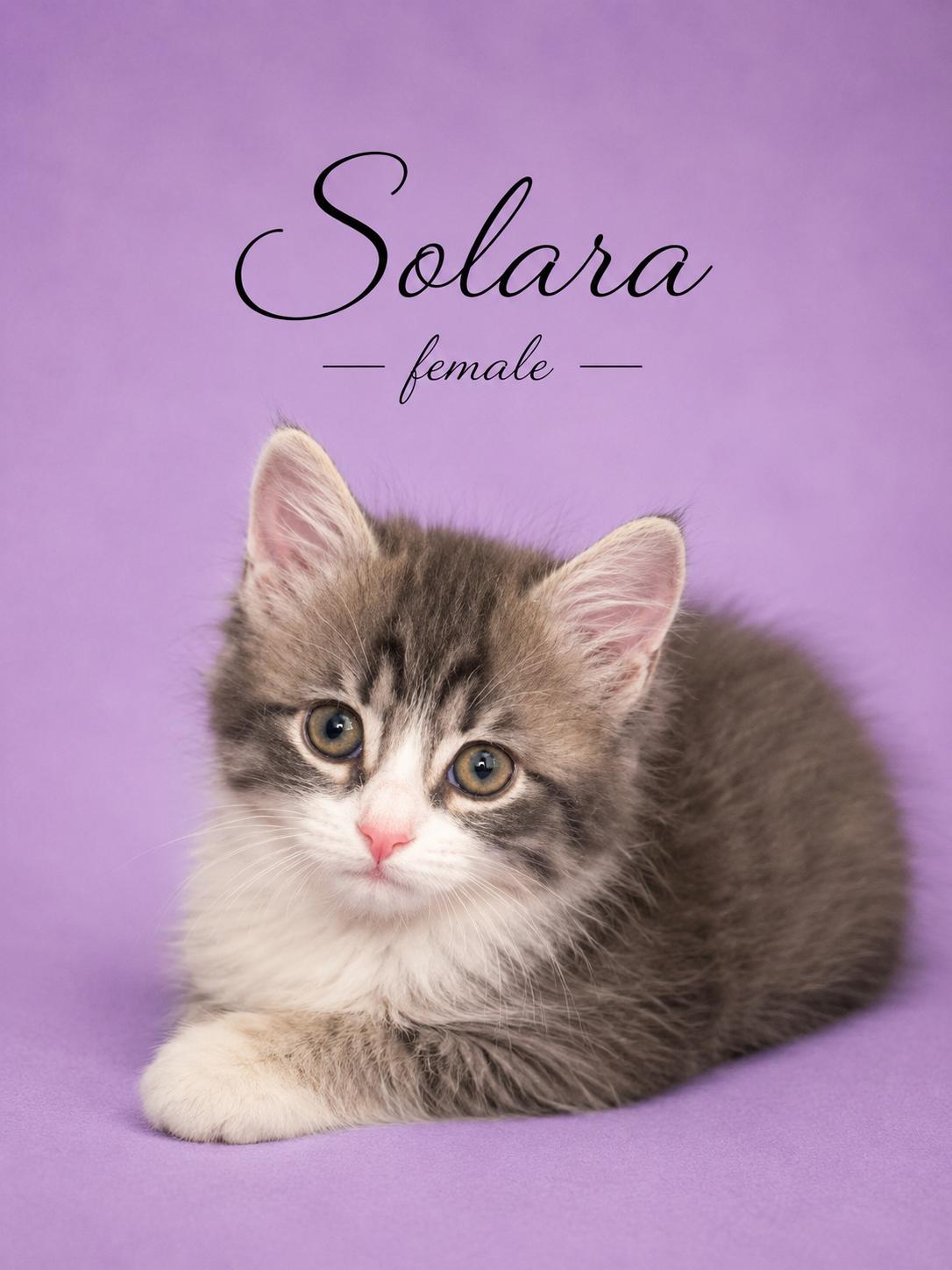 Solara (daughter of Sugar) LOCATED AT PETSMART NORTHWEST RENO (MAE ANNE), adopted, Young Female Domestic Long Hair.
