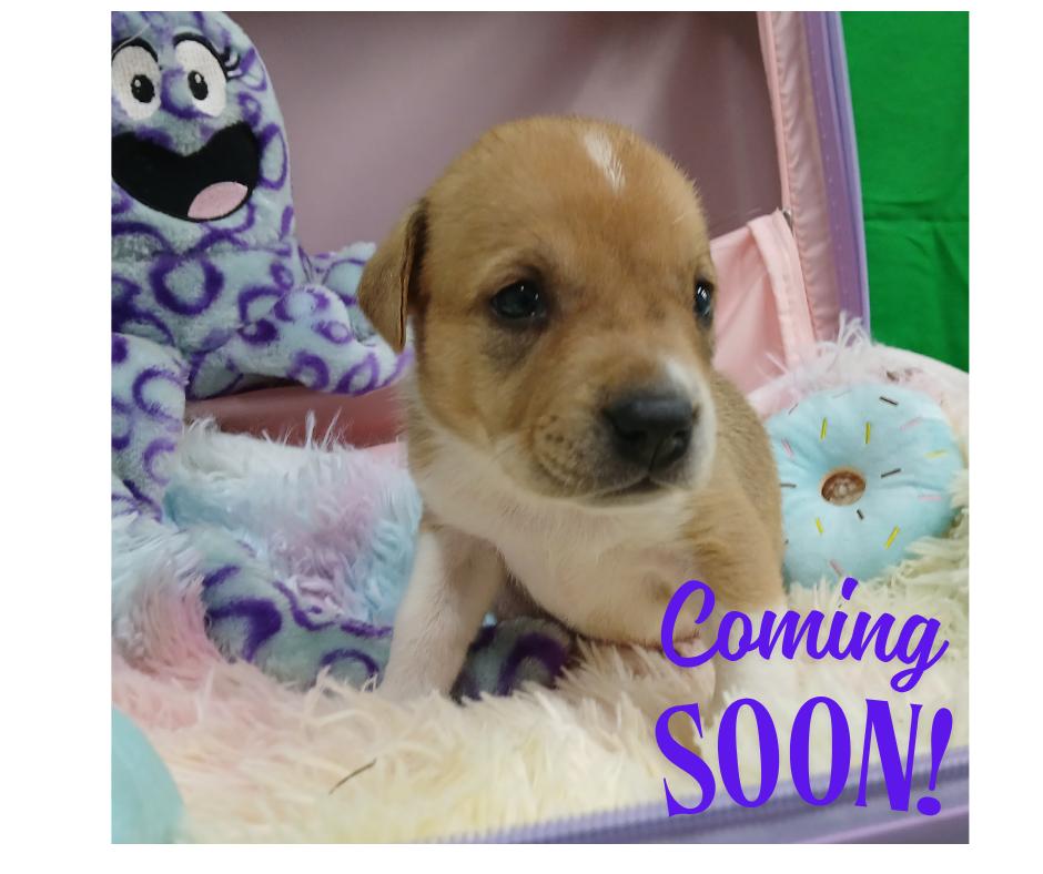 Thunder, an adoptable Terrier Mix in Carlisle, PA_image-1