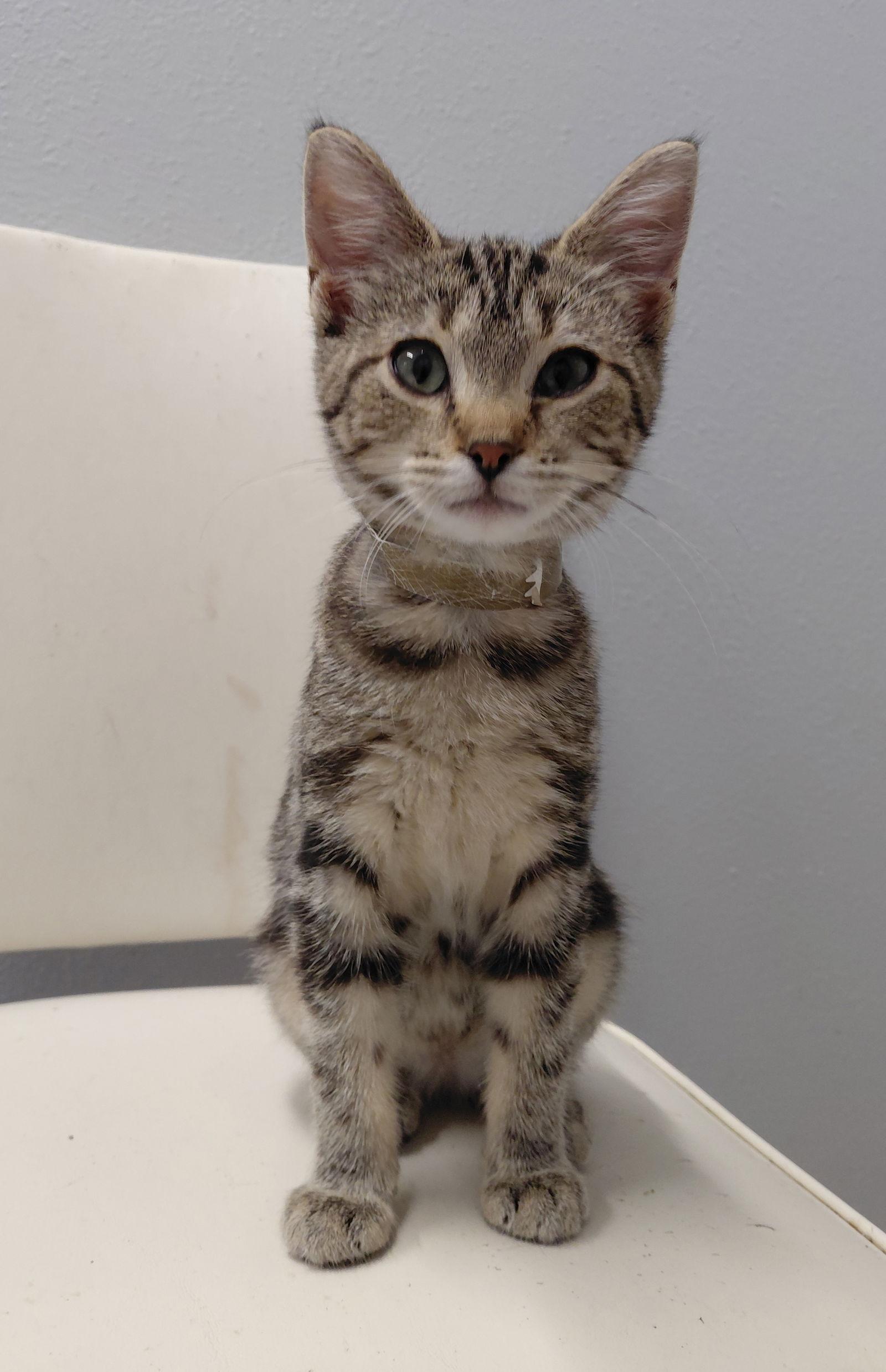 Zoey @ The Cat's Brew, Adopted, Kitten Female Domestic Short Hair & Tabby.