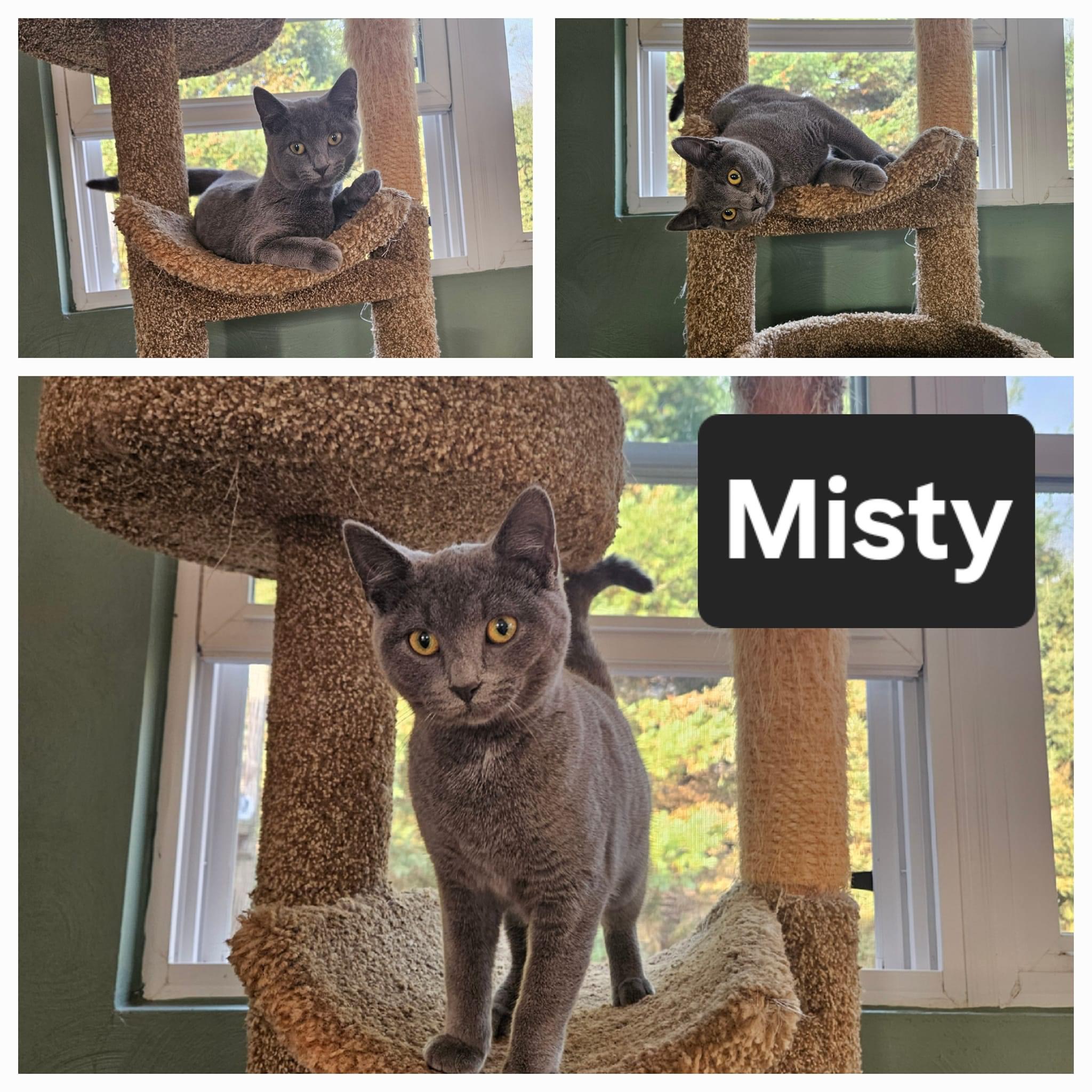 Misty, Adopted, Young Female Domestic Short Hair & Russian Blue.