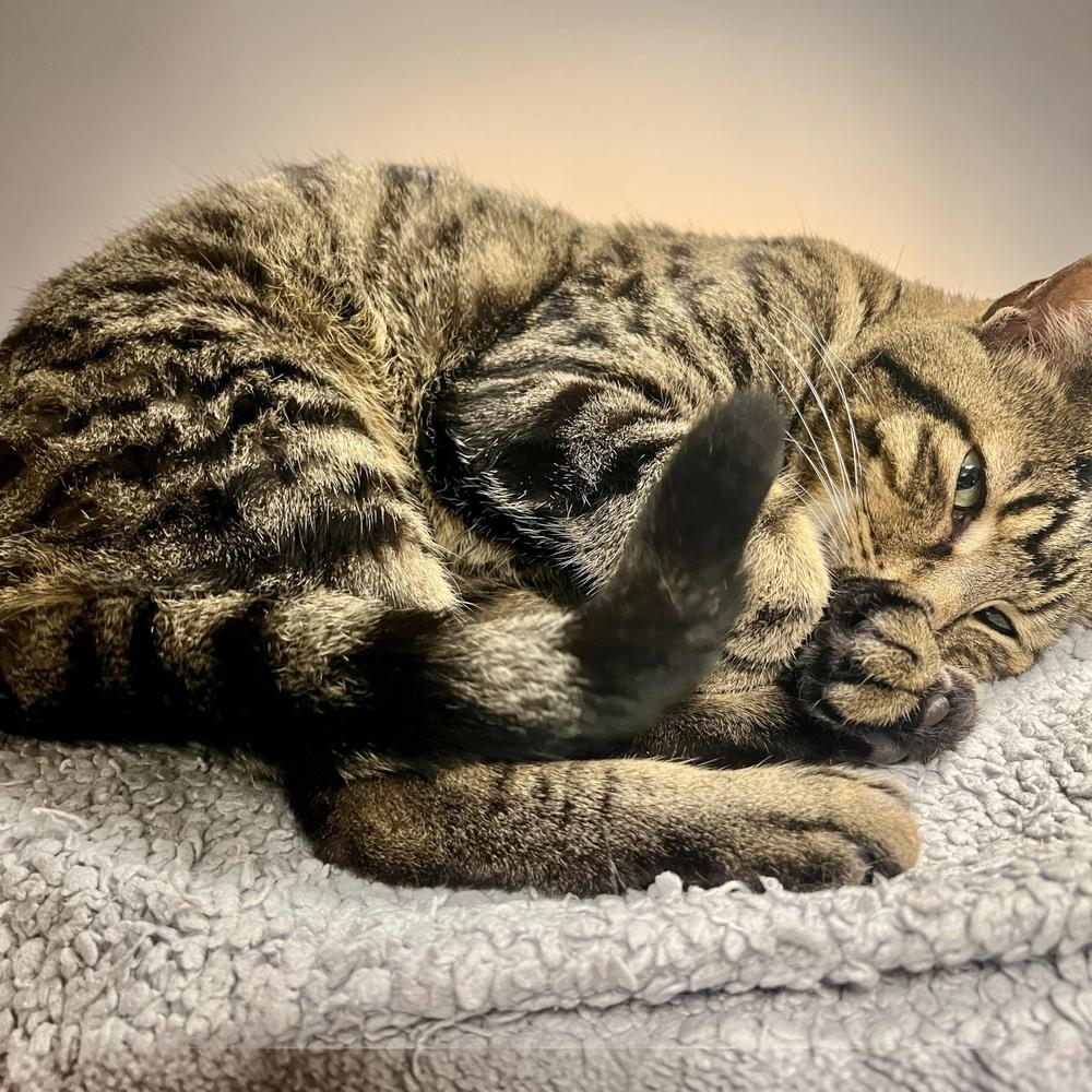 Enlarge Walnut, a Adoptable Domestic Short Hair in Blanchard, OK image 2/6