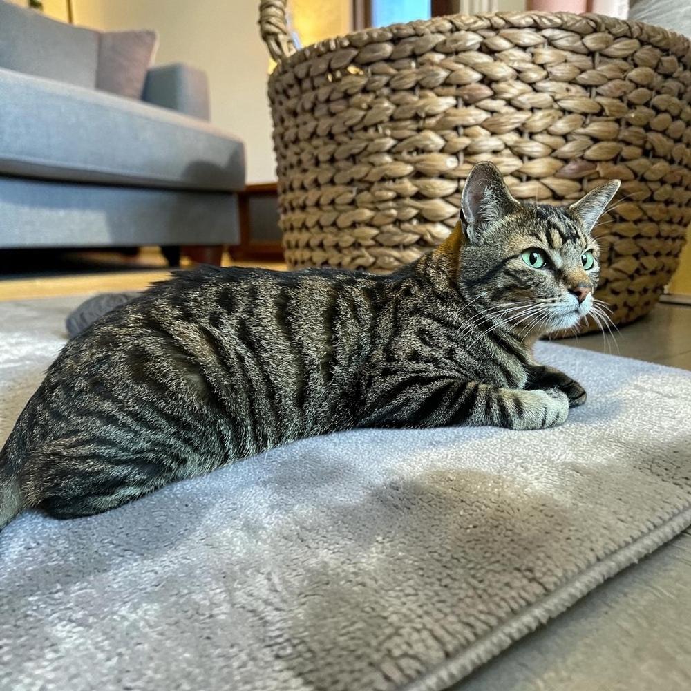 Walnut, a Adoptable Domestic Short Hair in Blanchard, OK image 2/6