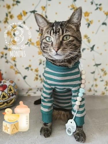 Walnut, Adoptable, Adult Male Domestic Short Hair.