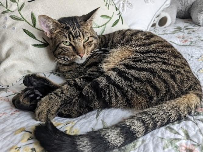 Walnut, a Adoptable Domestic Short Hair in Blanchard, OK image 3/6