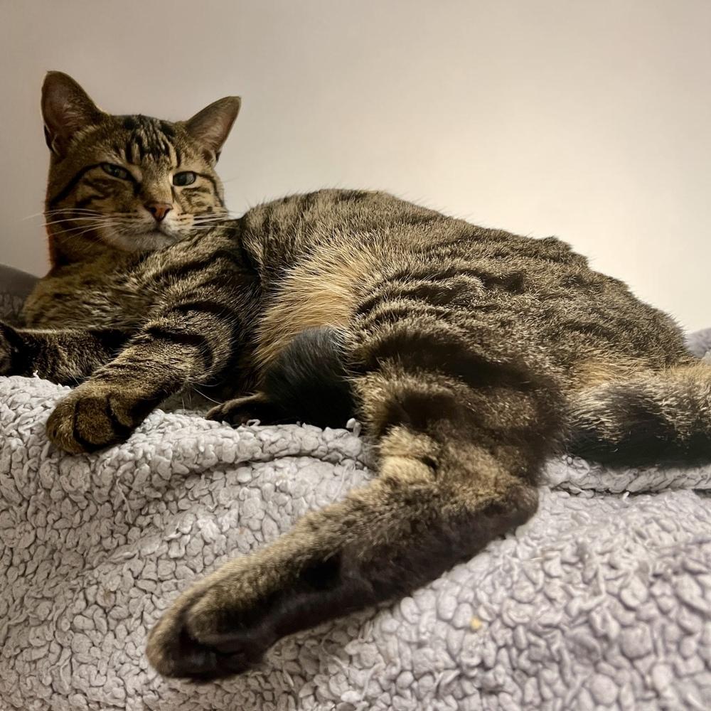 Walnut, a Adoptable Domestic Short Hair in Blanchard, OK image 4/6