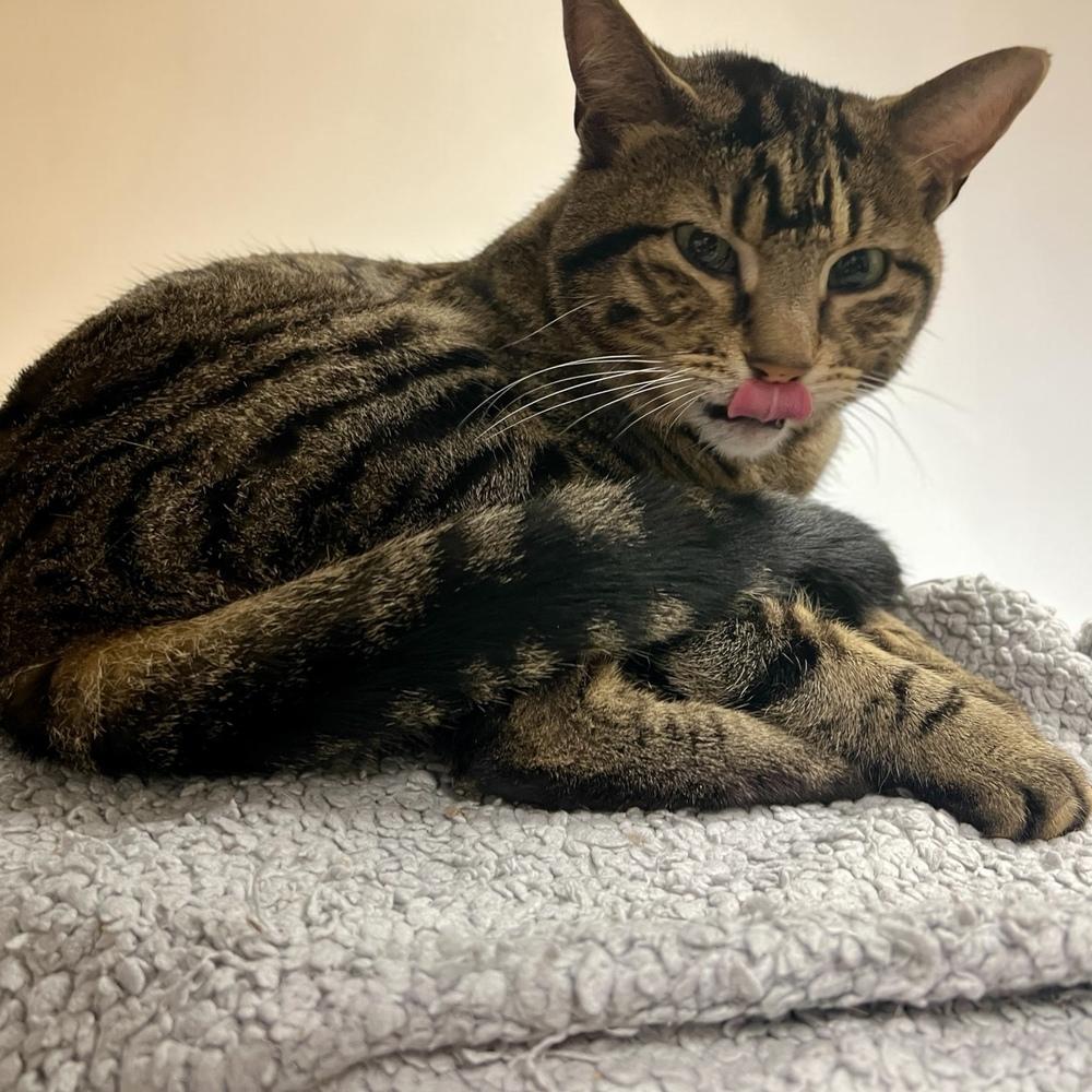Enlarge Walnut, a Adoptable Domestic Short Hair in Blanchard, OK image 4/6