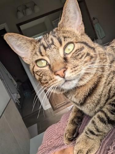 Enlarge Walnut, a Adoptable Domestic Short Hair in Blanchard, OK image 2/3