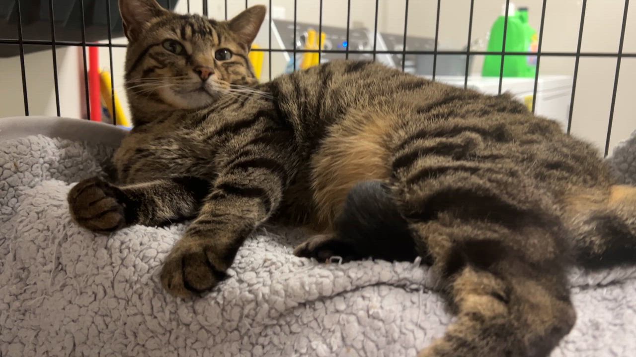 Enlarge Walnut, a Adoptable Domestic Short Hair in Blanchard, OK video 6/6