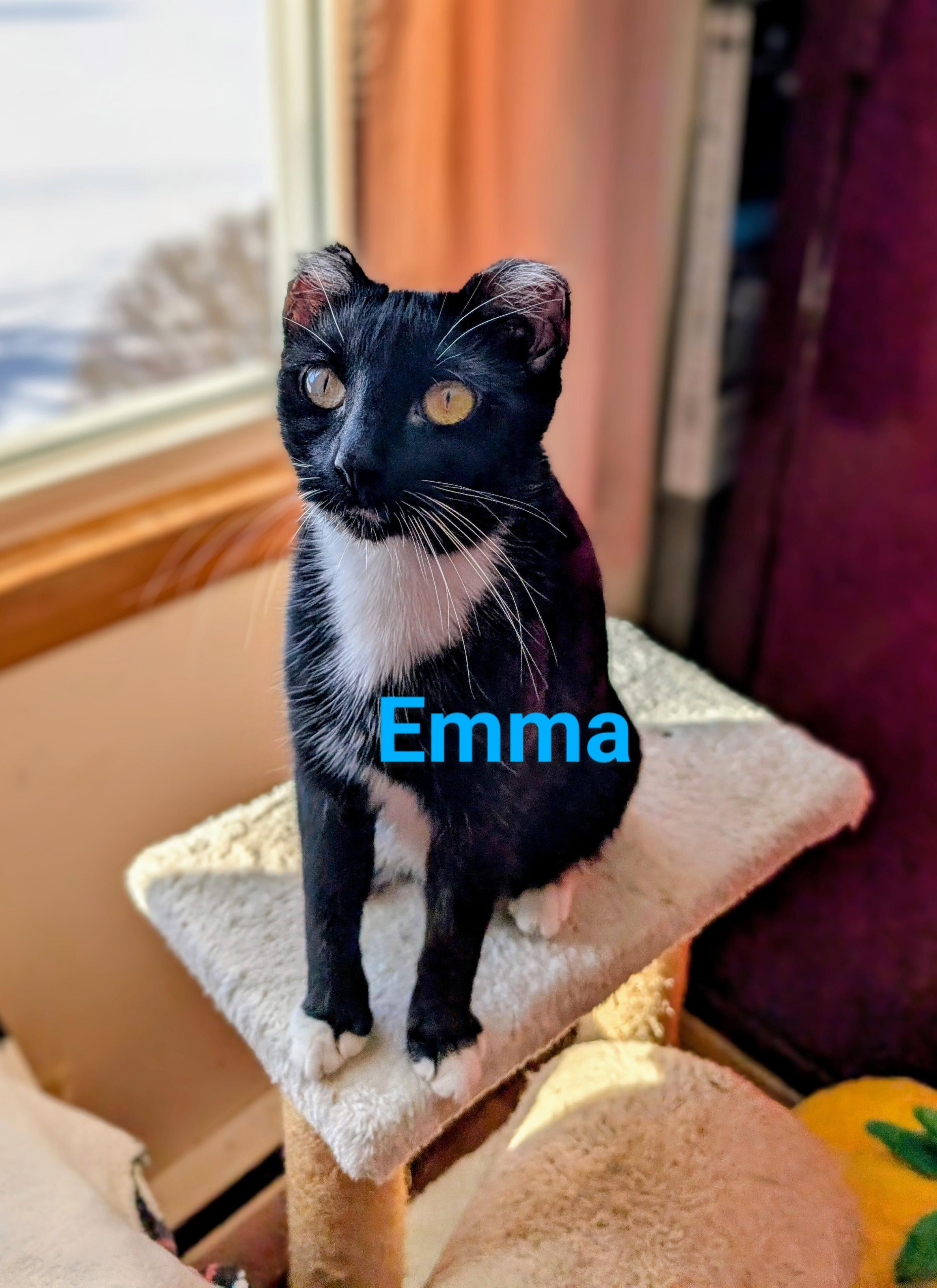 Enlarge Emma, an adoptable Domestic Short Hair in Elyria, OH image 5/6