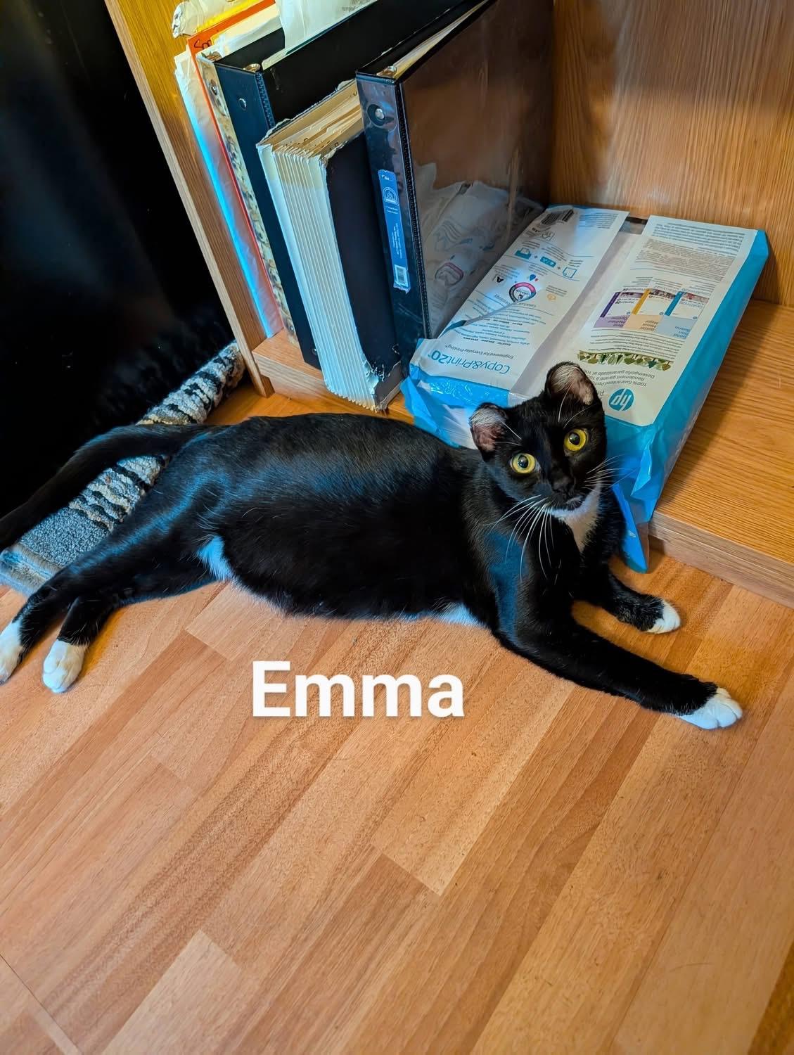 Enlarge Emma, an adoptable Domestic Short Hair in Elyria, OH image 4/6
