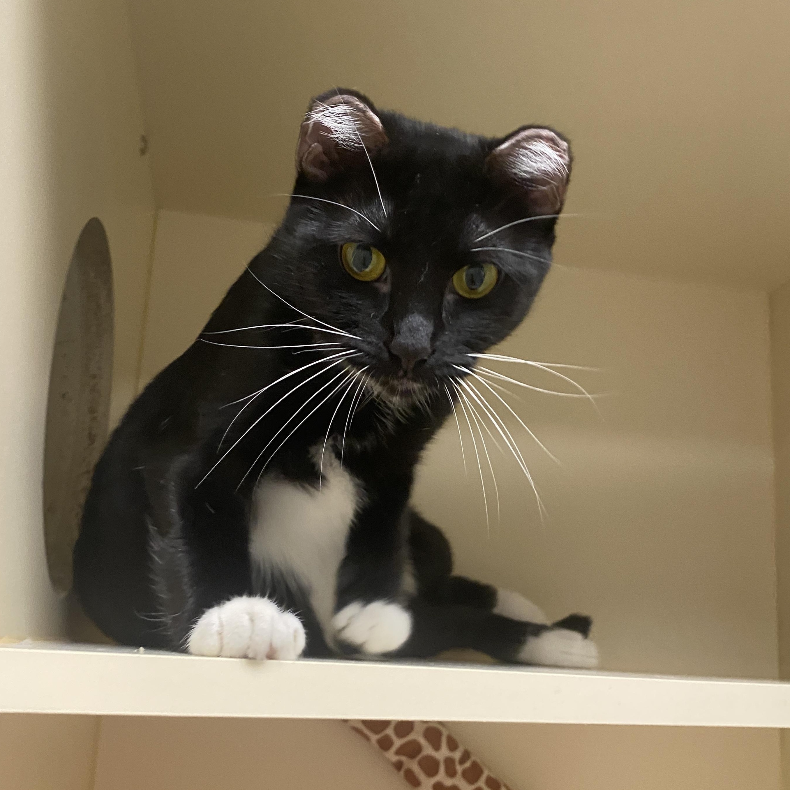 Emma, adoptable, Adult Female Domestic Short Hair.