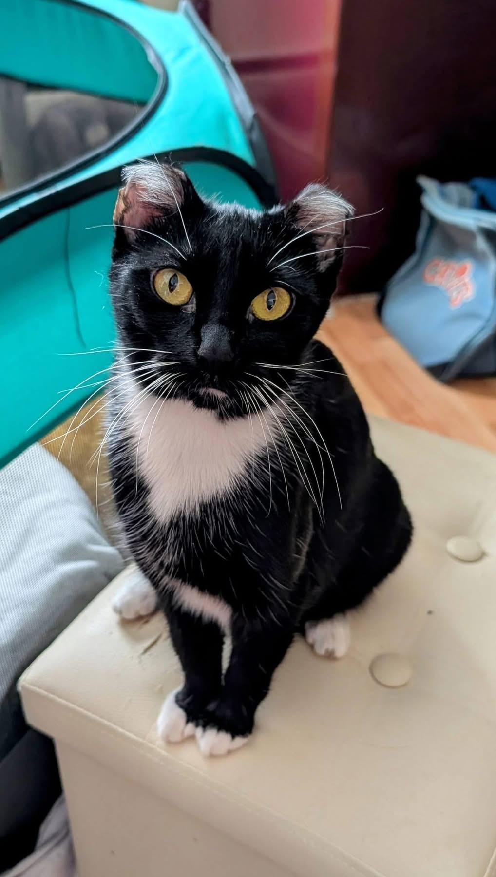 Enlarge Emma, an adoptable Domestic Short Hair in Elyria, OH image 2/6