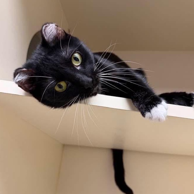 Enlarge Emma, an adoptable Domestic Short Hair in Elyria, OH image 3/6