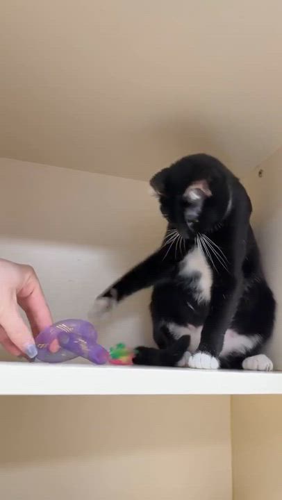 Enlarge Emma, an adoptable Domestic Short Hair in Elyria, OH video 6/6