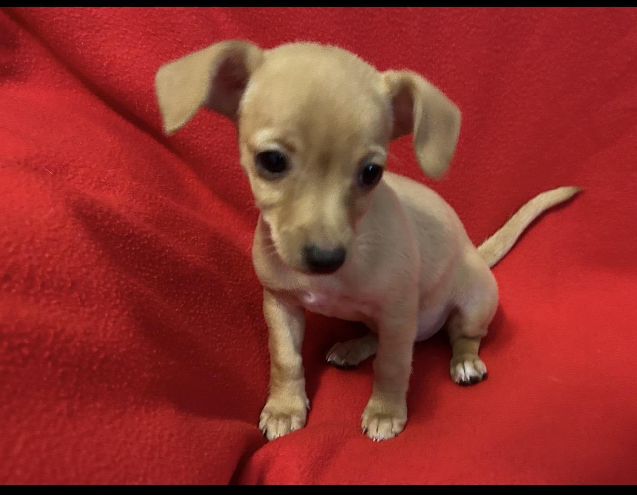 Buffy, Adoptable, Puppy Female Chihuahua.