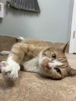 Enlarge Donut, a Adoptable Domestic Short Hair in Richmond Hill, ON image 2/6