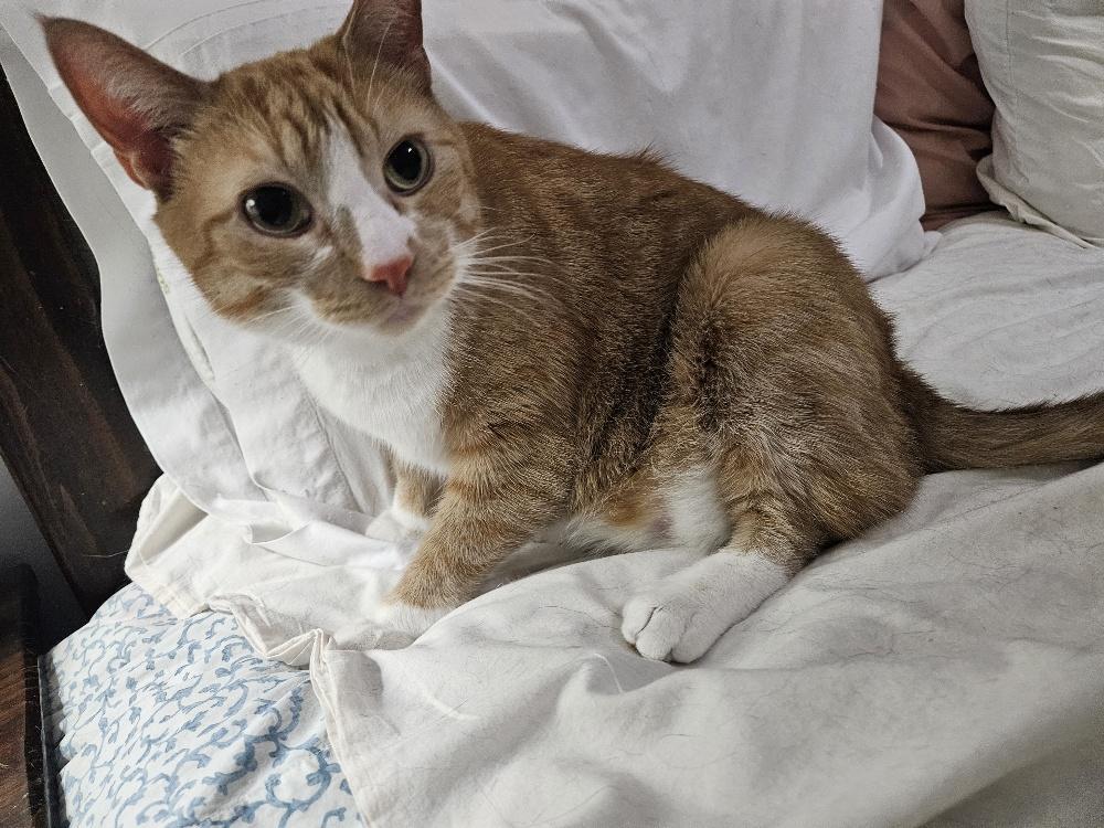 Enlarge Donut, a Adoptable Domestic Short Hair in Richmond Hill, ON image 3/6