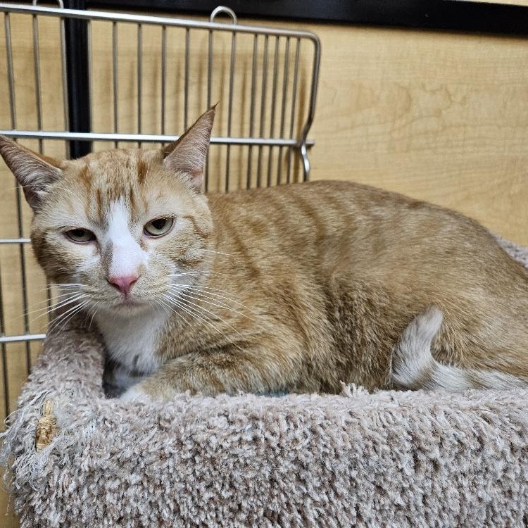 Enlarge Donut, a Adoptable Domestic Short Hair in Richmond Hill, ON image 5/6