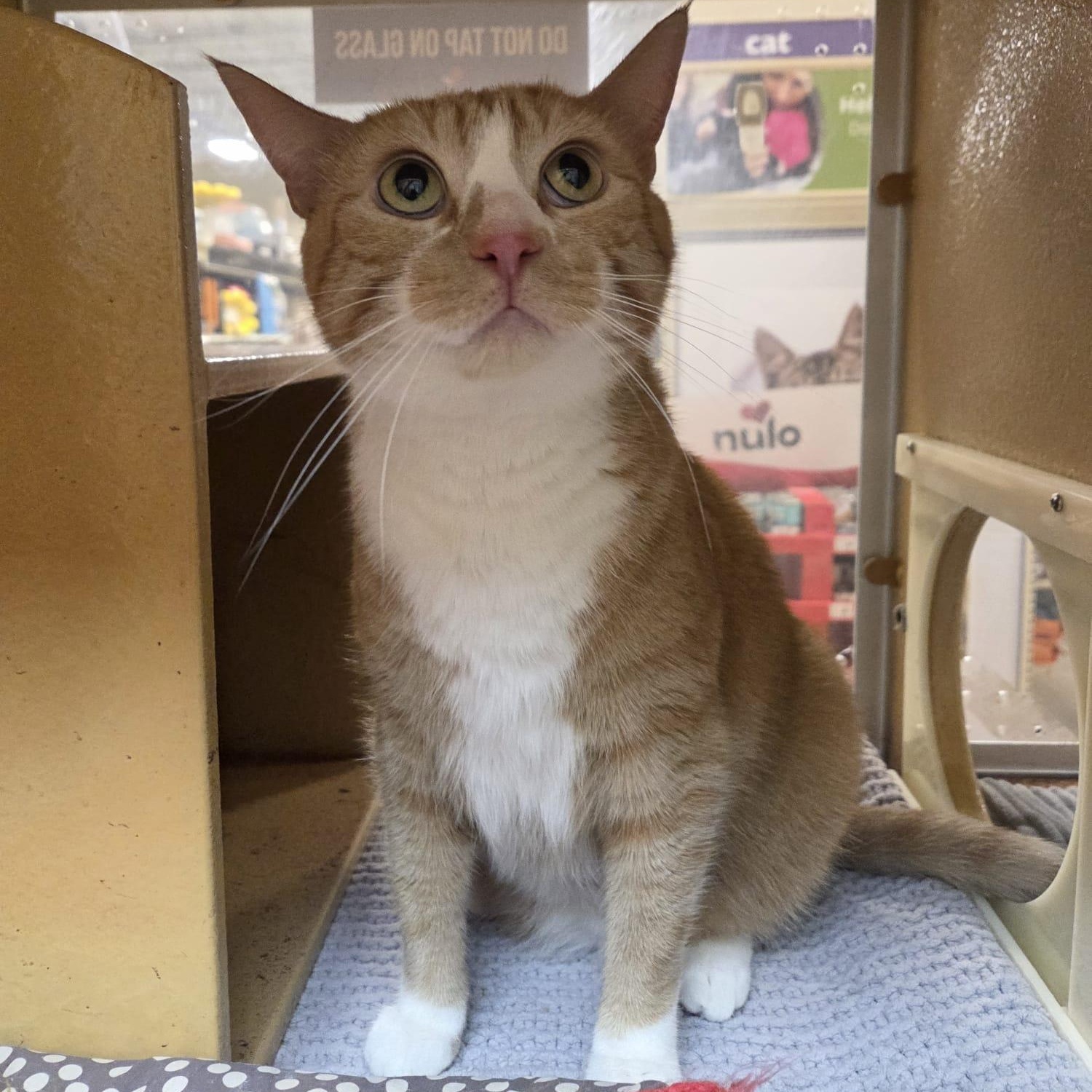 Enlarge Donut, a Adoptable Domestic Short Hair in Richmond Hill, ON image 6/6