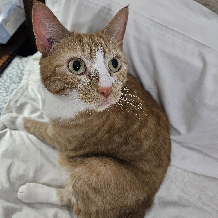 Enlarge Donut, a Adoptable Domestic Short Hair in Richmond Hill, ON image 1/6