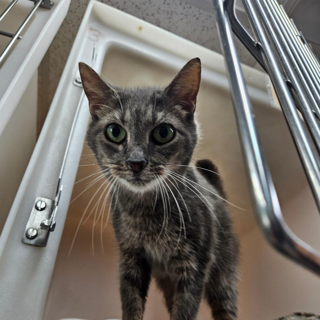 Enlarge Madera, a Adoptable Domestic Short Hair in Alexandria, VA image 1/3