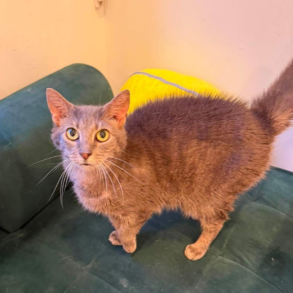 Enlarge Madera, a Adoptable Domestic Short Hair in Alexandria, VA image 2/3