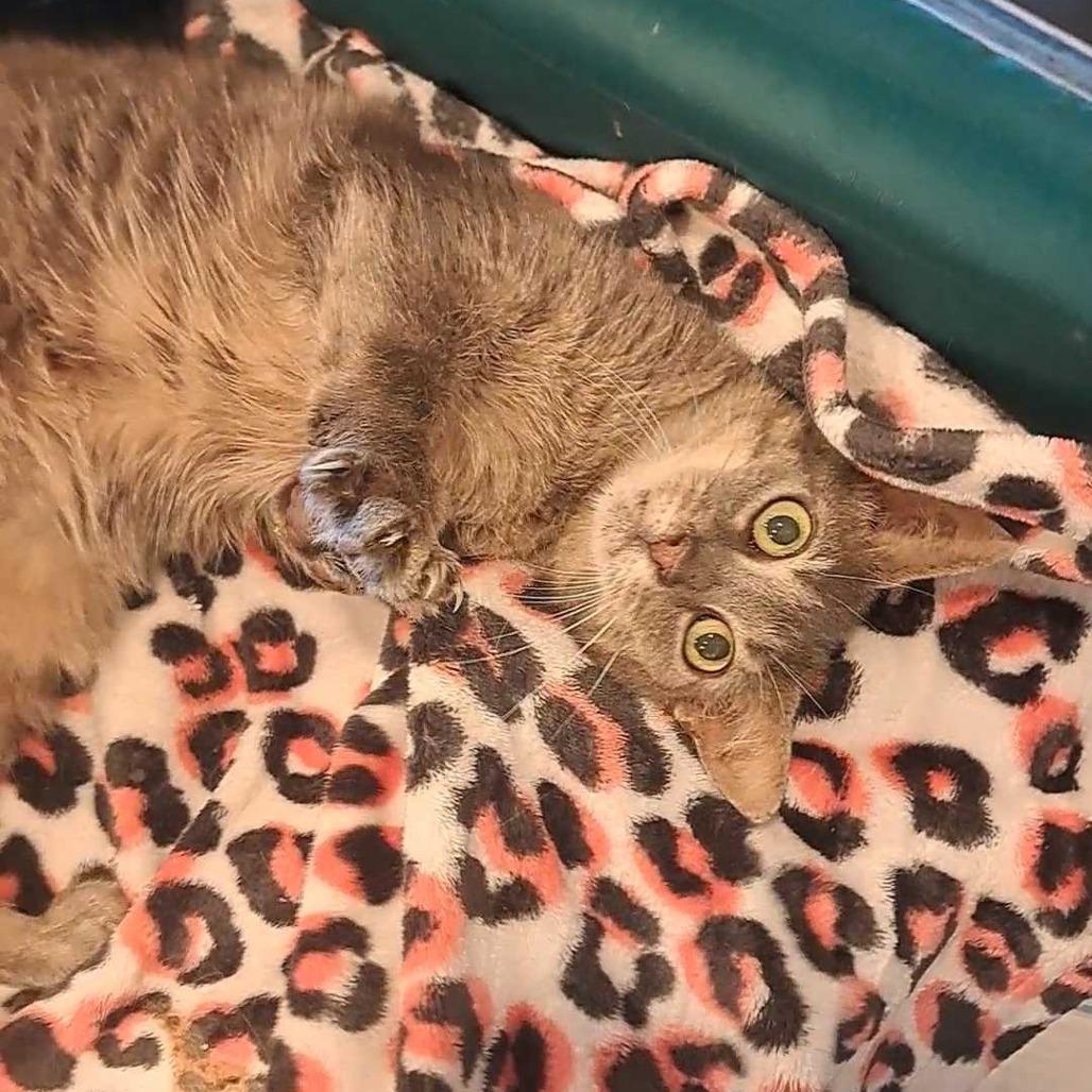 Enlarge Madera, a Adoptable Domestic Short Hair in Alexandria, VA image 3/3