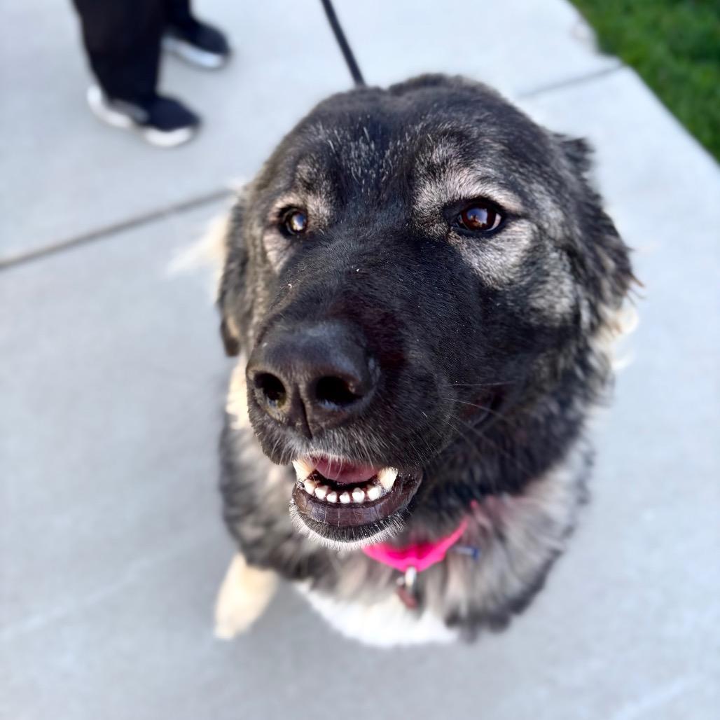 Naamah, a Adoptable mixed breed in Great Falls, MT image 2/3