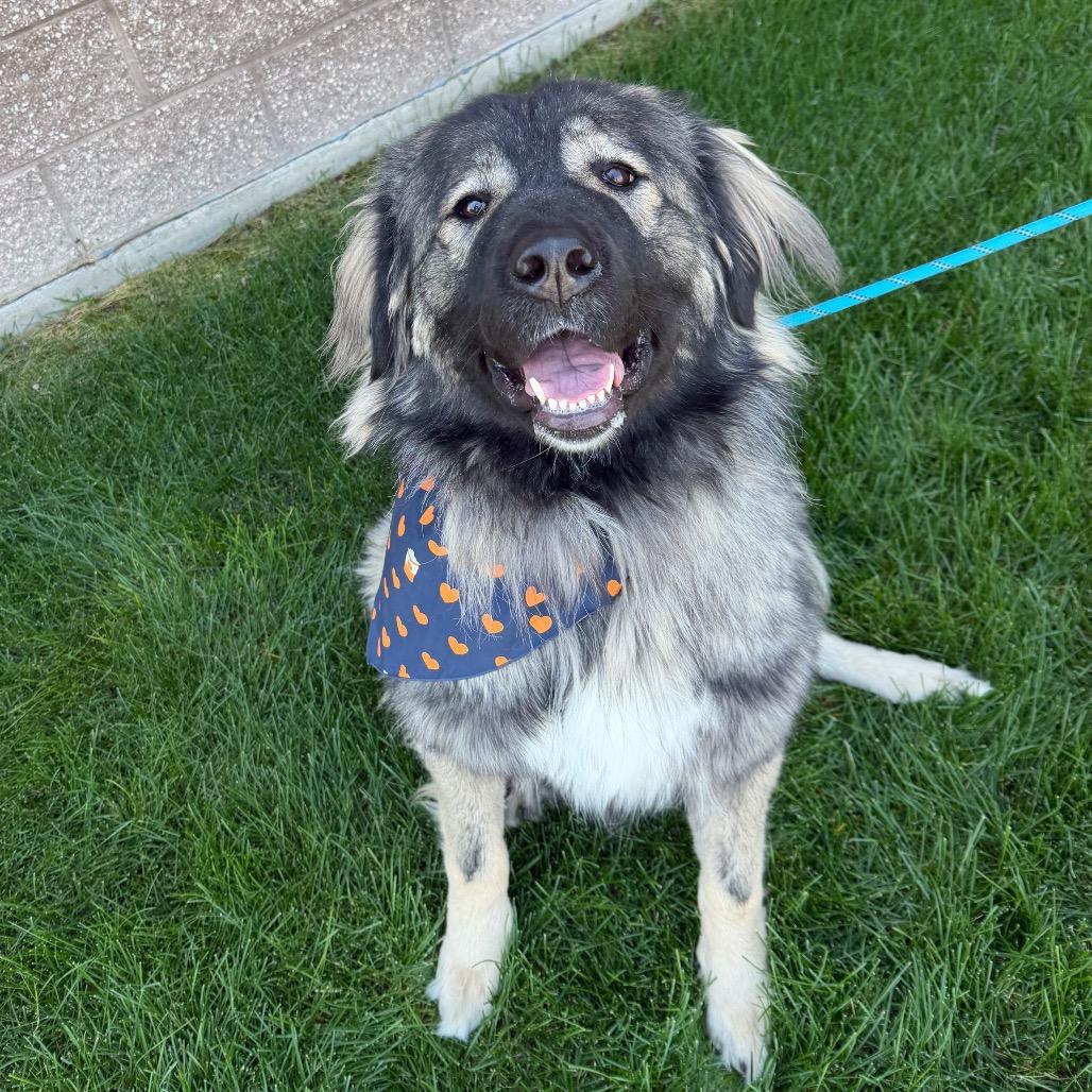 Enlarge Naamah, a Adoptable mixed breed in Great Falls, MT image 3/3