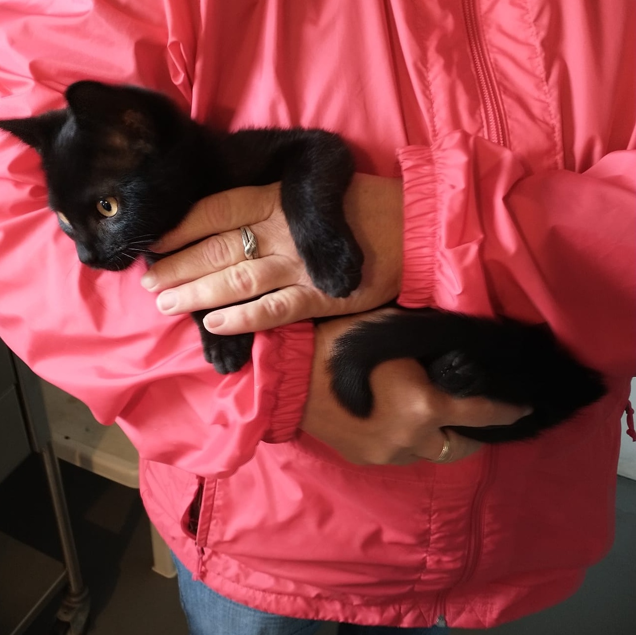 ECLIPSE, an adopted Domestic Short Hair in Wolcott, VT_image-1