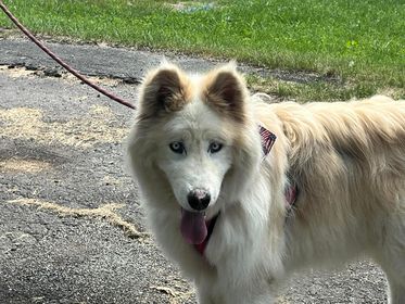 Rosco - Senior - Pyr Husky- Beautiful