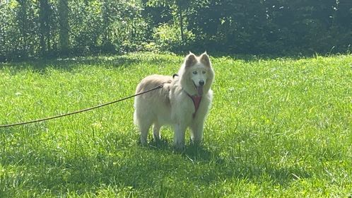 Rosco - Senior - Pyr Husky- Foster Needed, a Adoptable mixed breed in Indianapolis, IN image 3/6