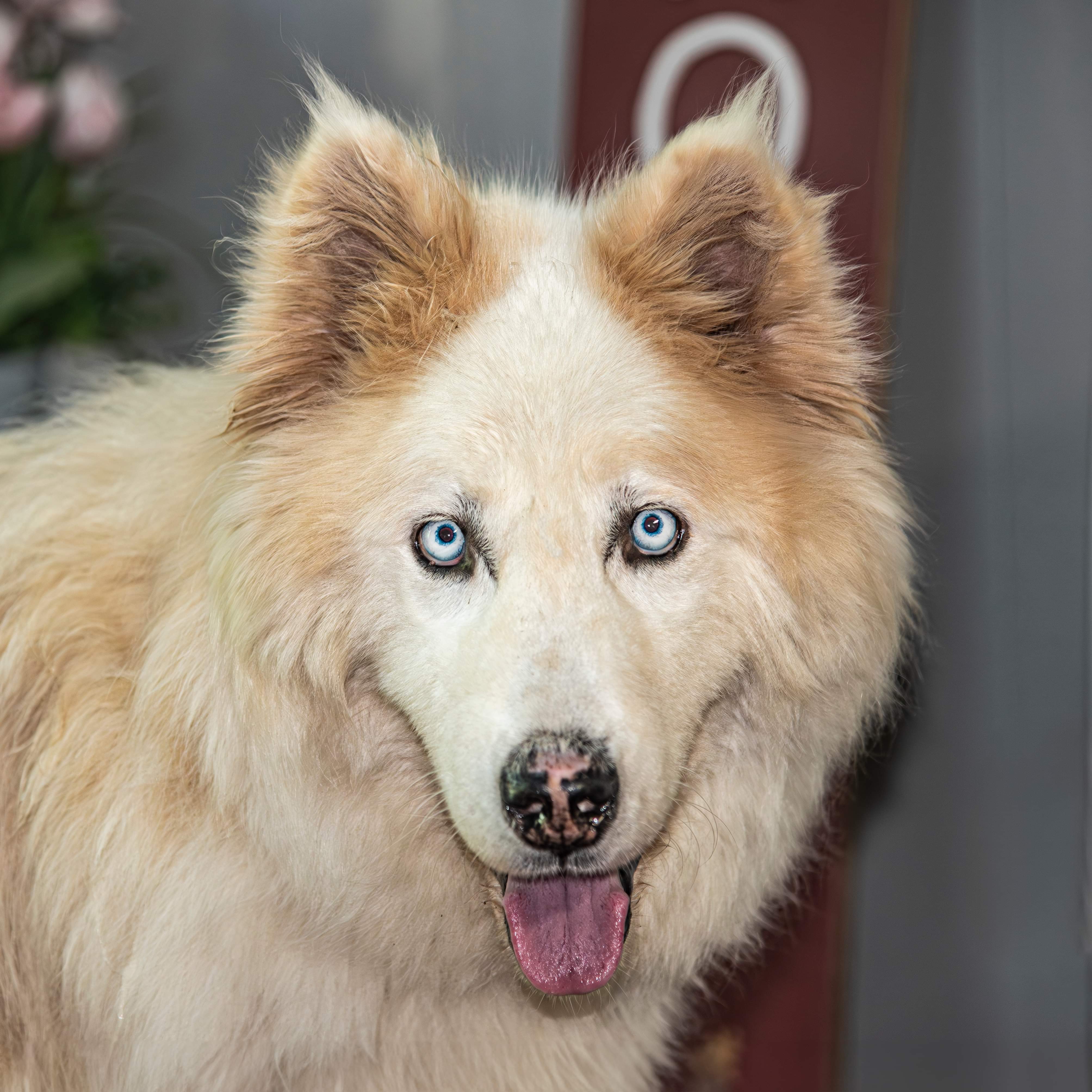 Rosco - Senior - Pyr Husky- Foster Needed, a Adoptable mixed breed in Indianapolis, IN image 1/6