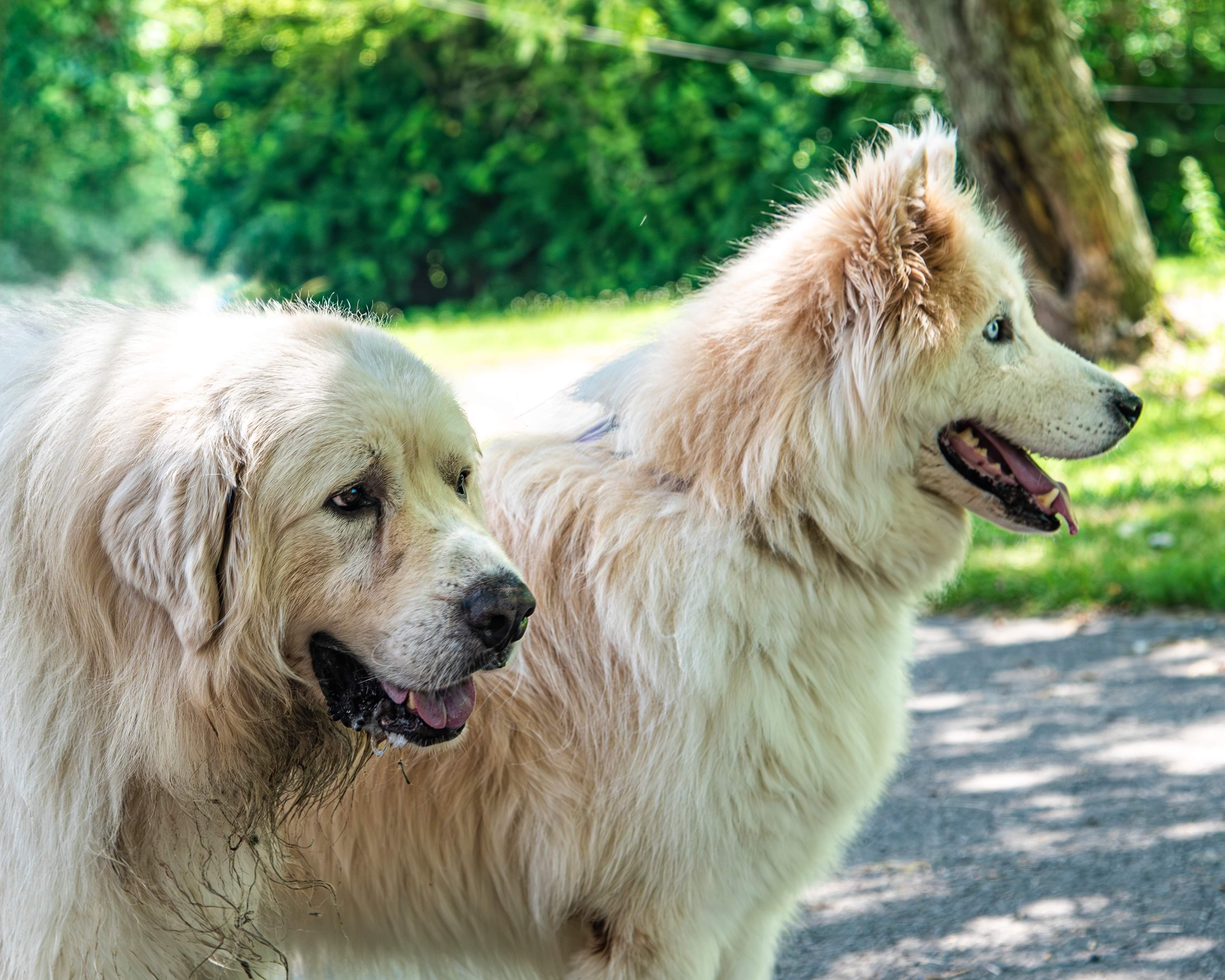 Rosco - Senior - Pyr Husky- Foster Needed, a Adoptable mixed breed in Indianapolis, IN image 5/6