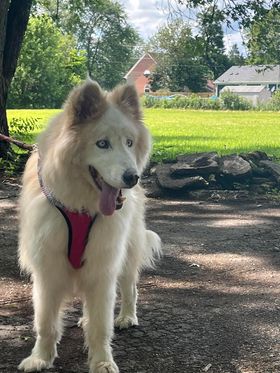Rosco - Senior - Pyr Husky- Beautiful — thumbnail 5