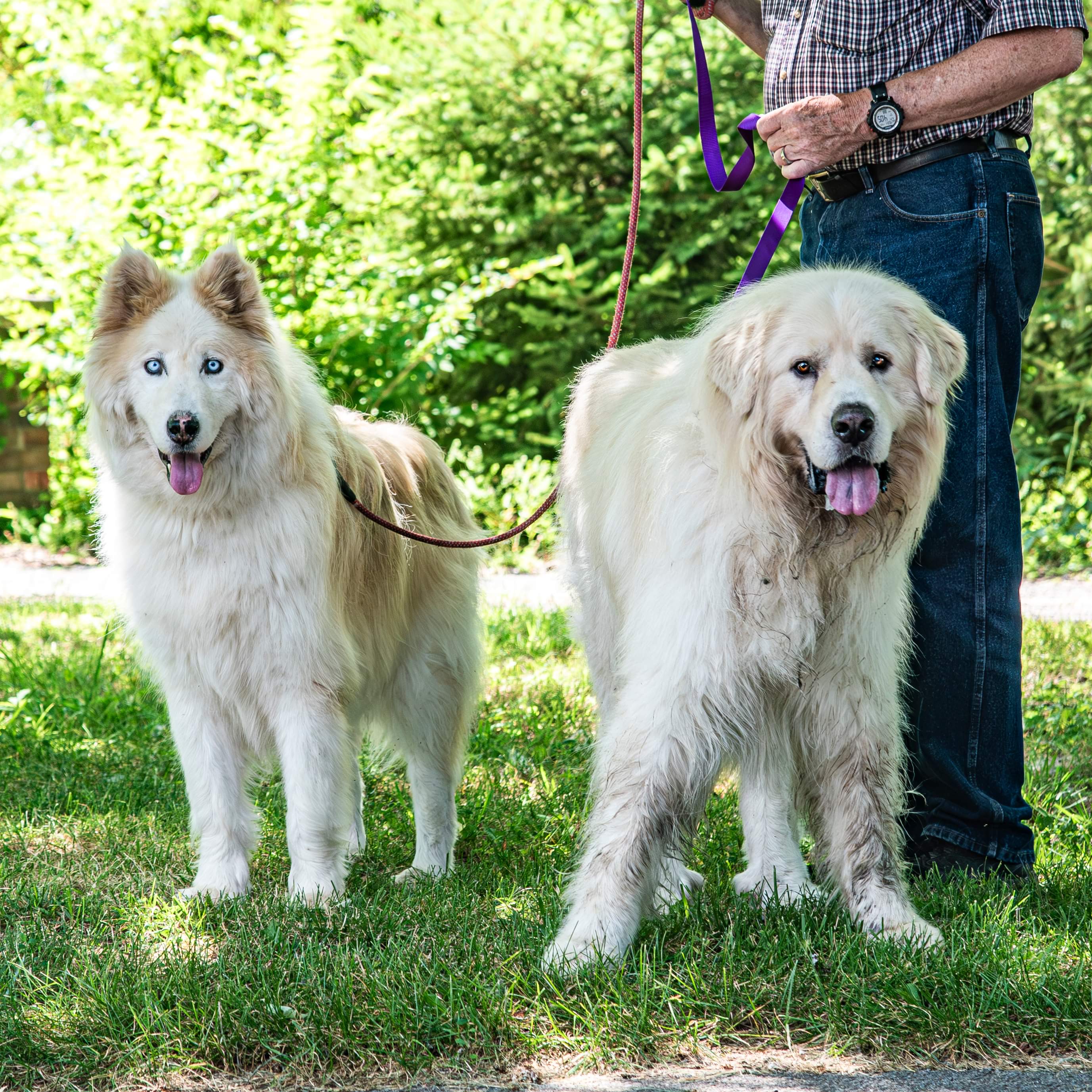 Rosco - Senior - Pyr Husky- Foster Needed, a Adoptable mixed breed in Indianapolis, IN image 6/6