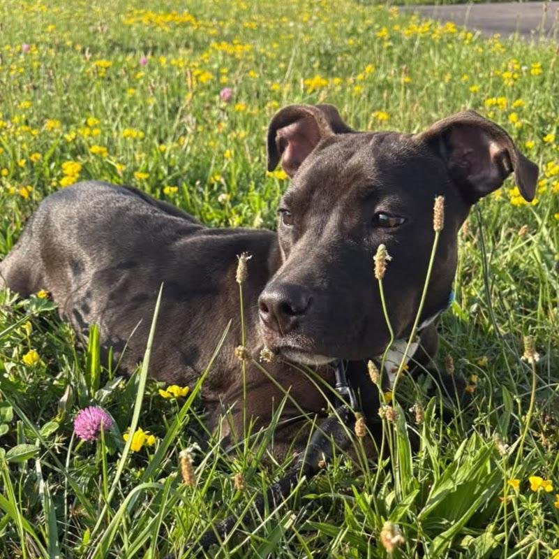 Rose, adopted, Young Female Mixed Breed.